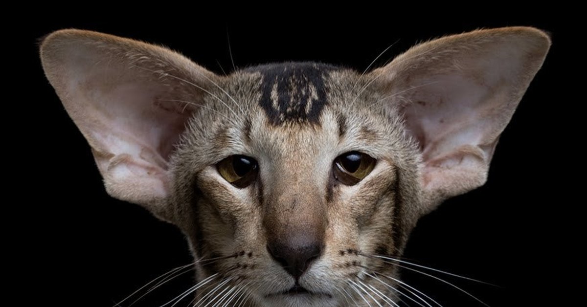 Породы кошек с большими ушами с фотографиями