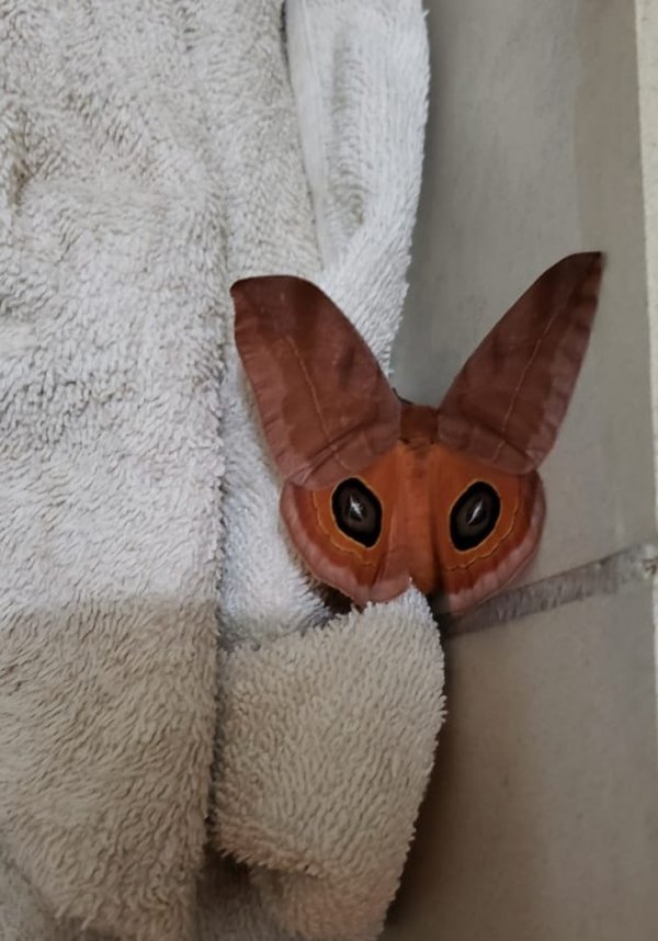 В ванной притаился лис