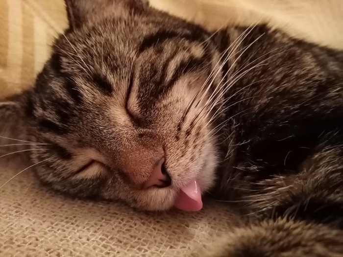 Сонный лизь