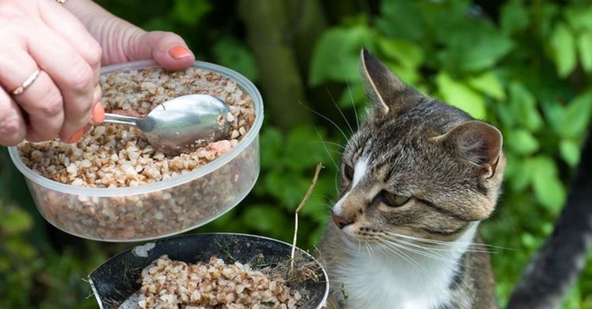 Можно ли кошкам. Каша для кошек. Кот в каше. Кот ест гречку. Еда для котят.