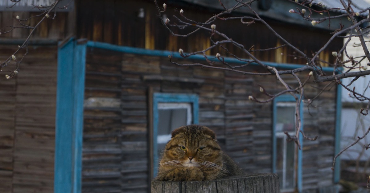 Деревенская кошка. Коты в деревне. Деревенские котики. Сельский кот. Старый деревенский кот.