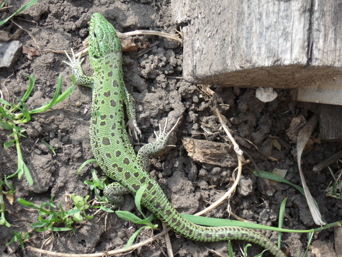 Ксюша позирует