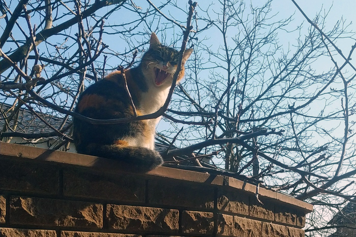 ���������� �����