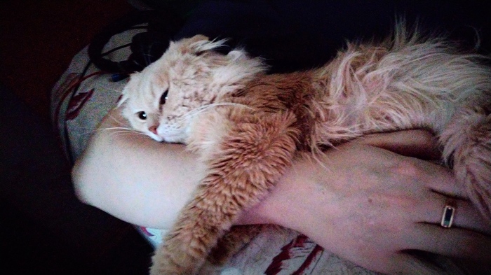 �������� �������