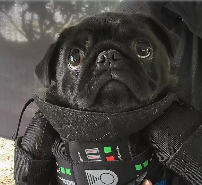 Люк, я твой мопс !