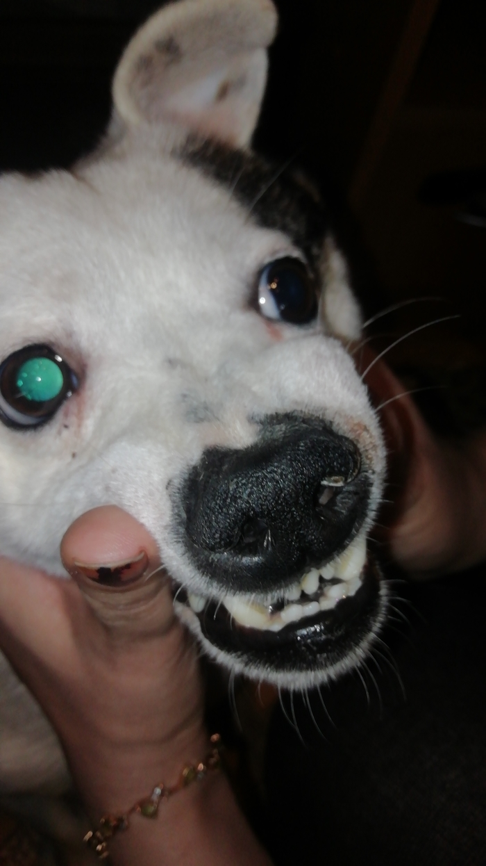 Было - стало Собака, Победа, Длиннопост