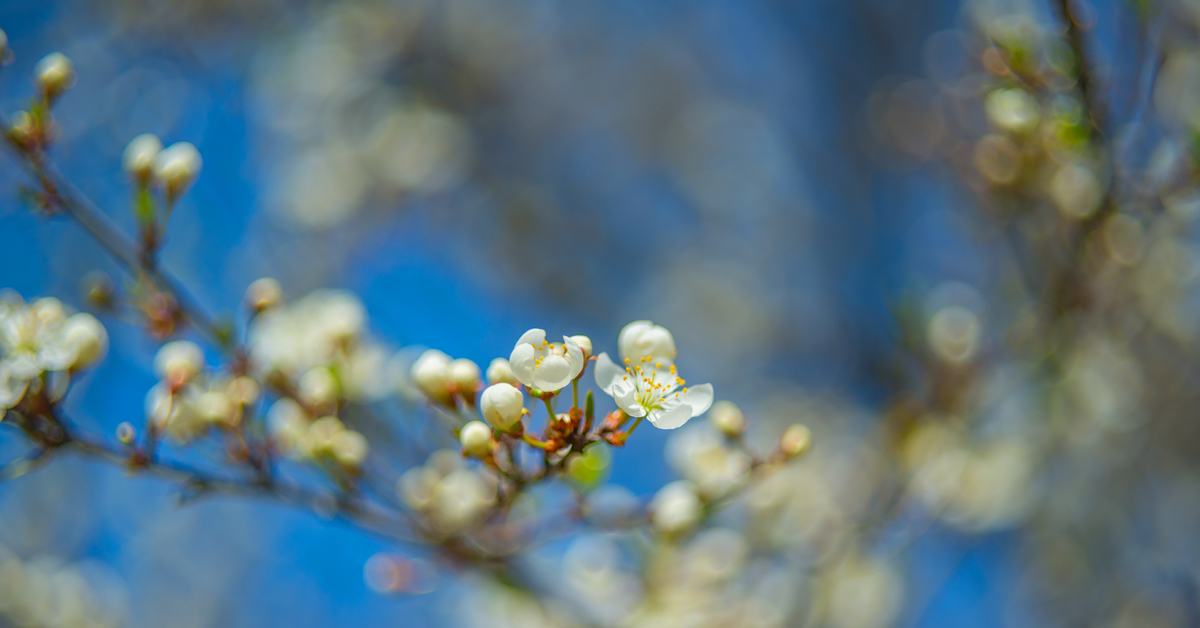 Has blossomed. Гелиос дерево.