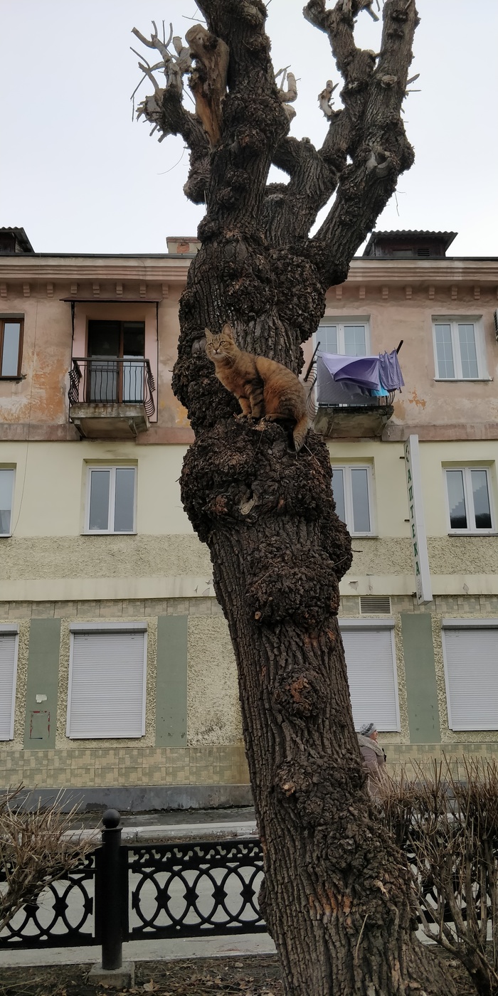 ���� ������