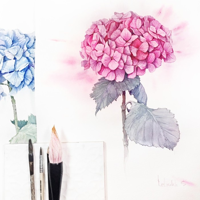 Гортензия, акварель