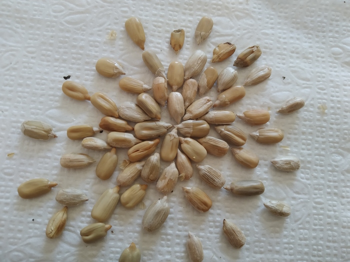 ������ ���������