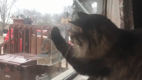 Близок локоток, да не укусишь... | Пикабу