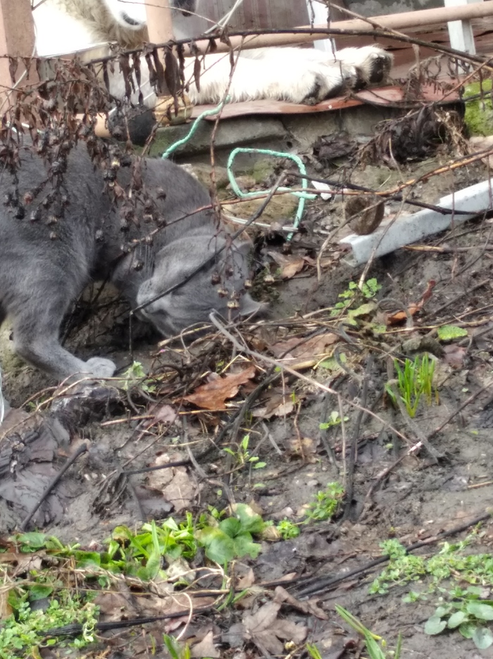 Маленький котик