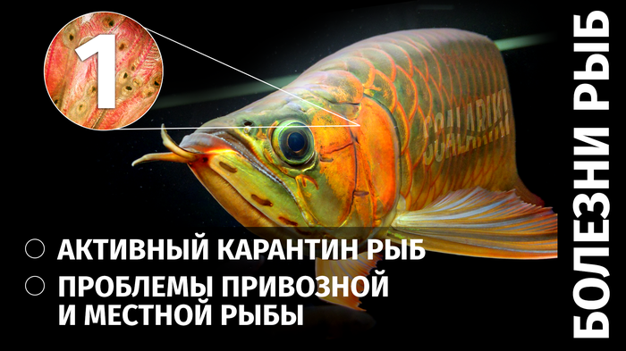 Реферат: Неоновая рыбка. Происхождение, уход, разведение.