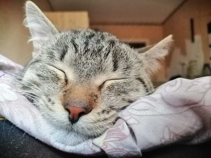 Нос, почти розовый