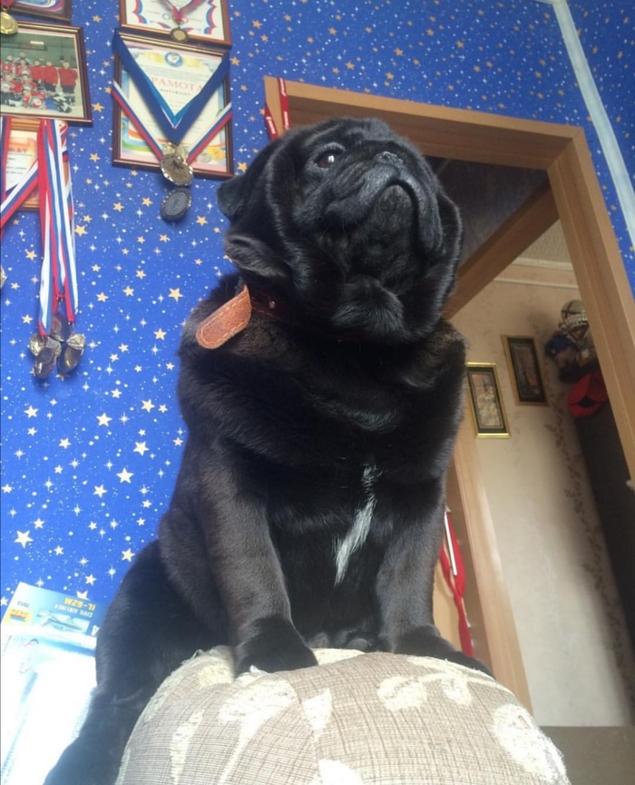 Мопс или орёл?