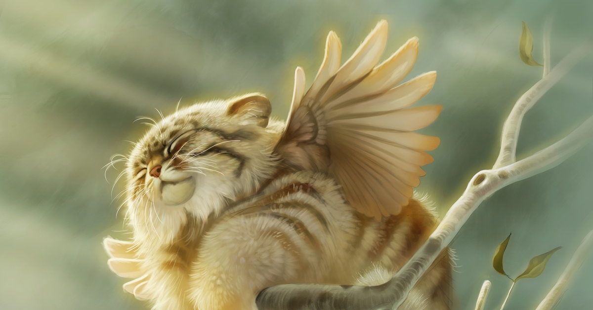 Котики С Крыльями Обои