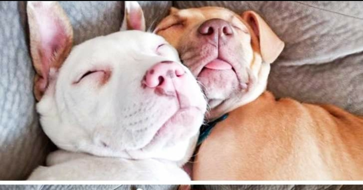 Собаки вместе спят. Спящие собаки. Собаки спят в обнимку. Спящие собаки в обнимку.