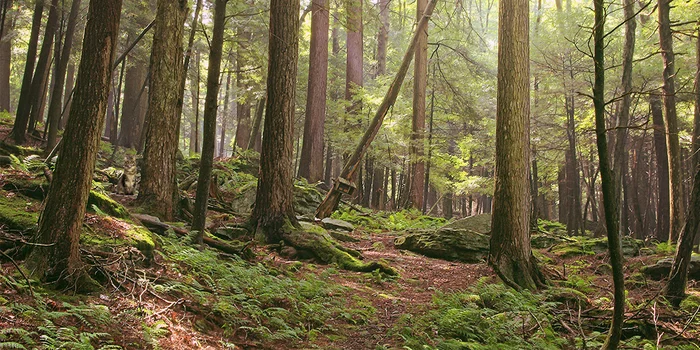 Игра "найди кота" Природа, Фотография, Игры, Photoshop, Кот, Лес, Длиннопост