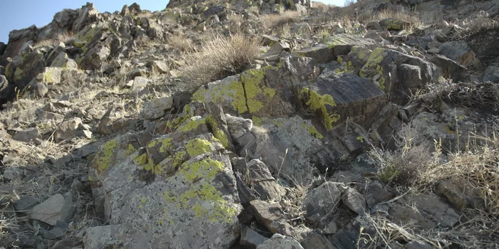 Игра "найди кота" Природа, Фотография, Игры, Photoshop, Кот, Лес, Длиннопост