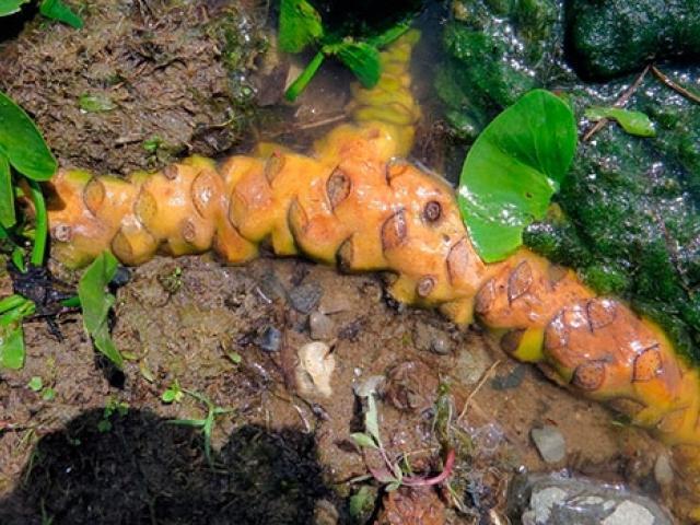 Кубышки и кувшинки Кувшинка, Ботаника, Мат, Длиннопост, Кубышка