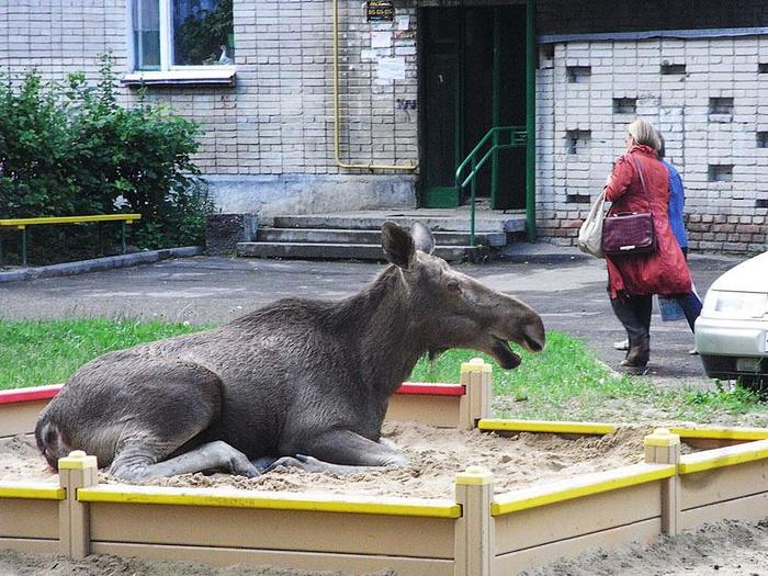 Животные стали захватывать города Город, Животные