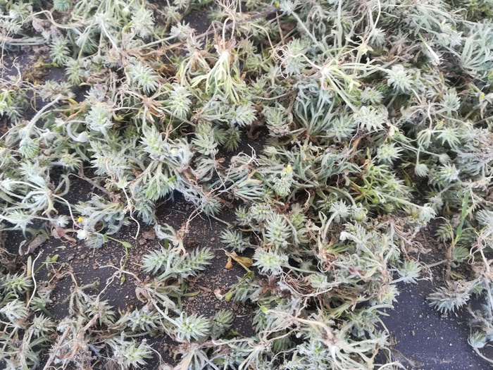 Как называется трава?