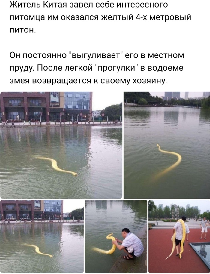 le serpent d ocean история