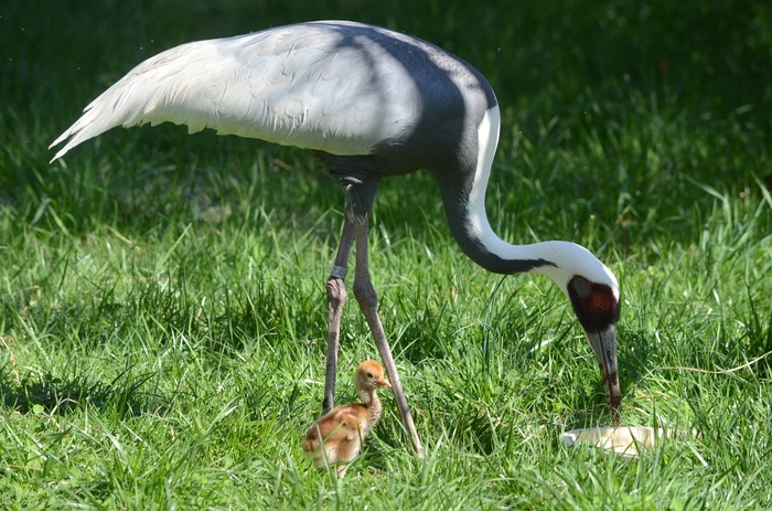 Animal News , ,  ,  , , 