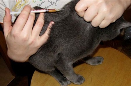 Как делать укол кошке | Пикабу