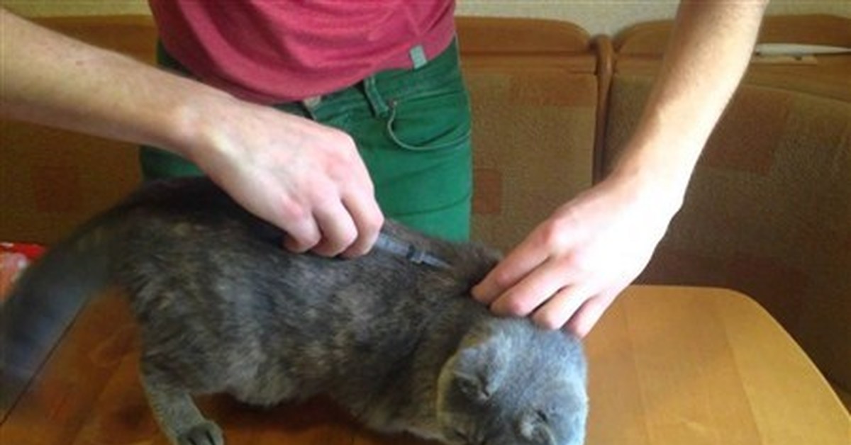 Как делать укол кошке | Пикабу
