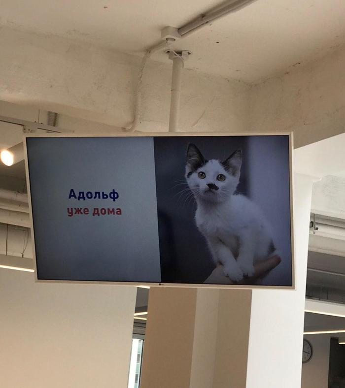 Клиника Ветсити, Москва