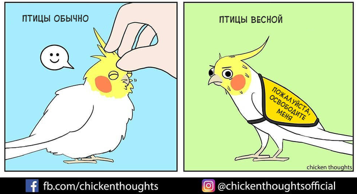    Chicken thoughts, , 
