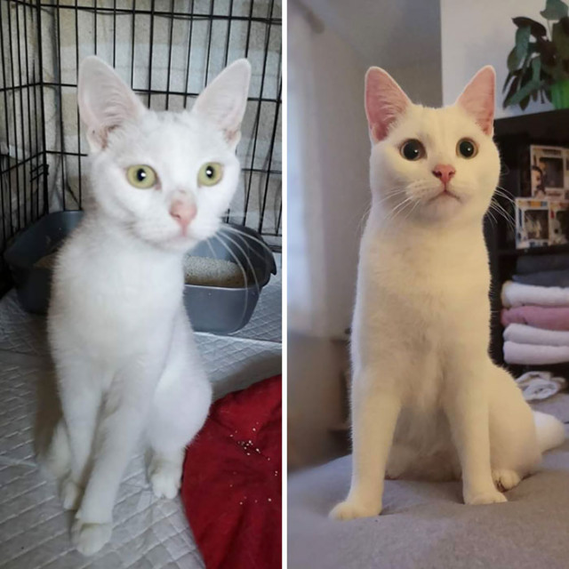 People Are Sharing Before And After Adoption Pictures Of Their Cats And It’s Hea
