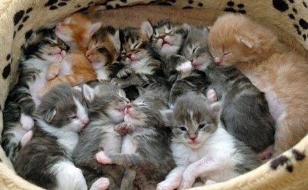 Беременность кошек. Сколько длится беременность Котята, Кошкин дом, Беременность, Кот, Кошатники, Длиннопост