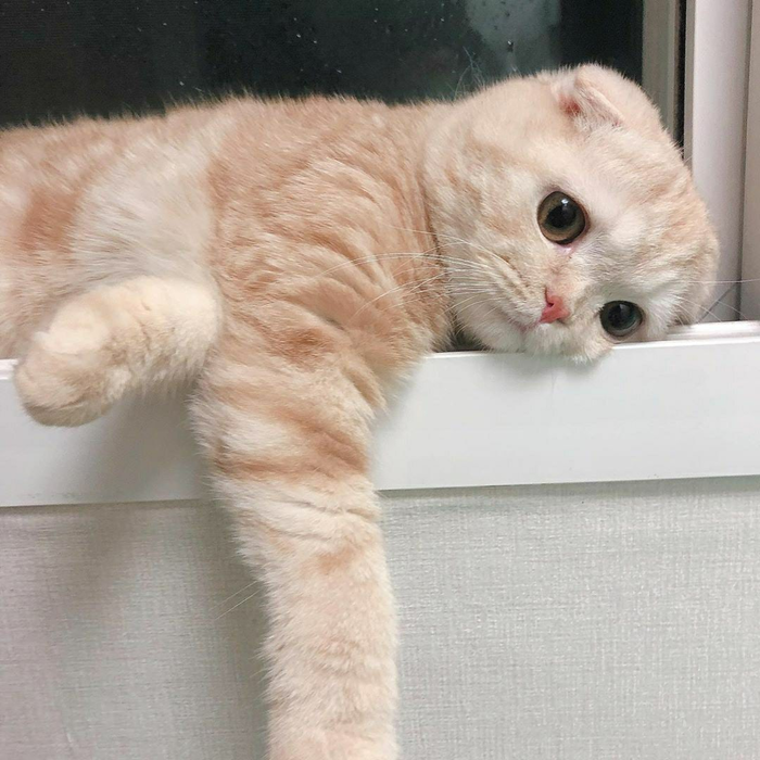 Карантинное