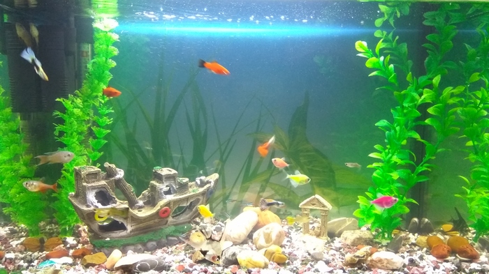 Первый в жизни аквариум