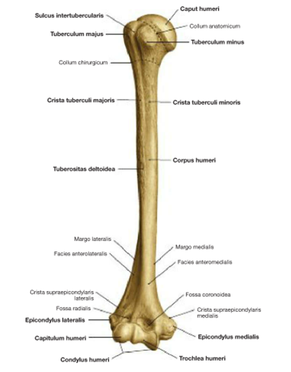 Плечевая кость латынь. Плечевая кость дистальный эпифиз. Плечевая кость анатомия латынь. Проксимальный диафиз плечевой кости. Проксимальный эпифиз локтевой кости.