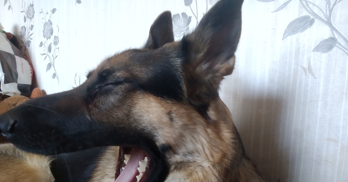 Немецкая шефер овчарка. Три овчарки в квартире. Минусы немецкой овчарки. Немецкая овчарка в доме. Овчарка завести.