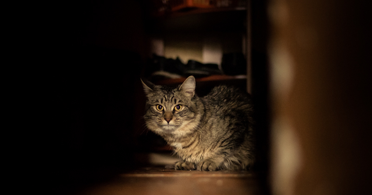 Удивленный взгляд кота. Почему коты смотрят в пустоту. Кошка смотрит в пустоту. Абиссинский мейн кун. Кот на заставку.