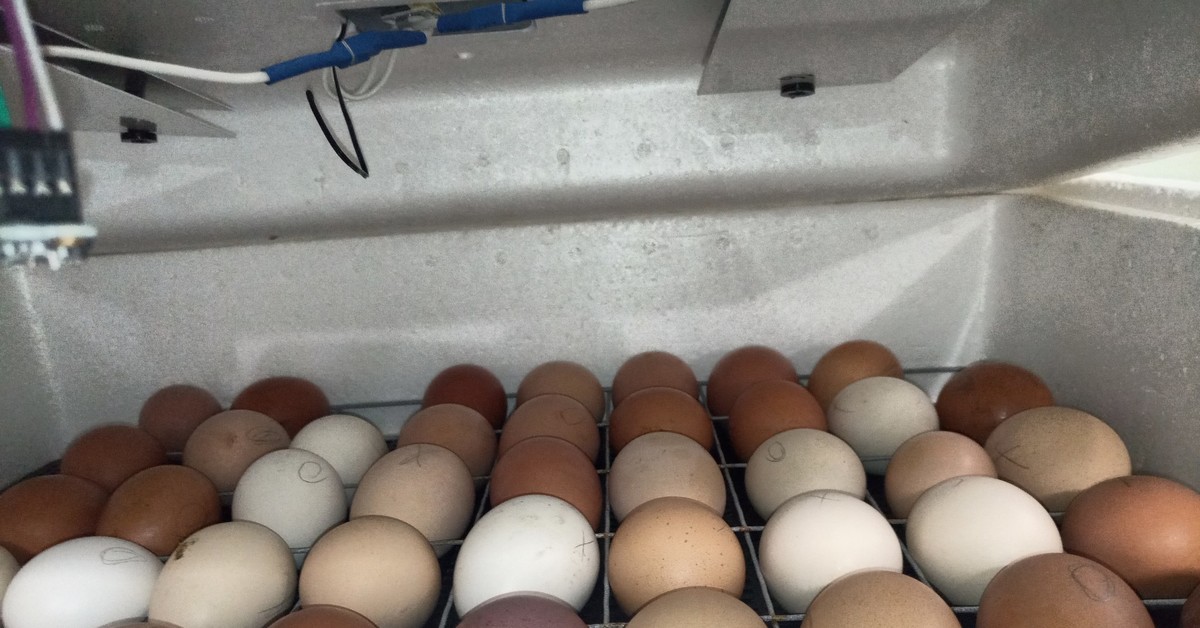 Купить яйца кур несушек для инкубатора. Дезинфекция инкубационных яиц. Инкубатор куриных яиц Несушка. Овоскопирование яиц бройлеров в инкубаторе. Дезинфекция инкубационного яйца в коробке.
