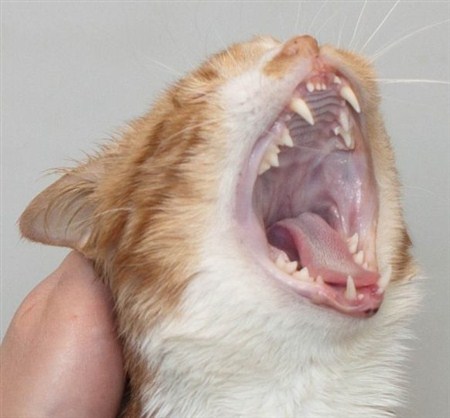 Как кошка ест какими зубами thumbnail