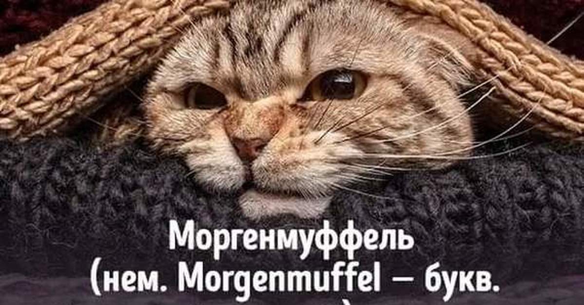 Моргенмуффель прикольные картинки