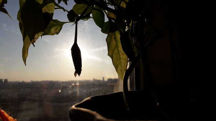 Острый перец