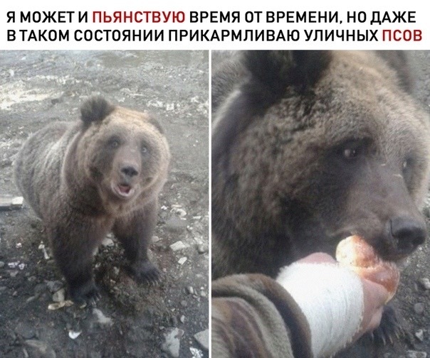 Все бы так Медведь, Юмор, Картинка с текстом, Пьянство