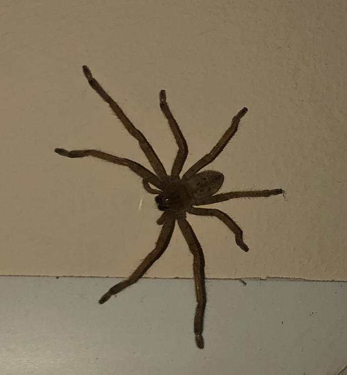 Что за паук?