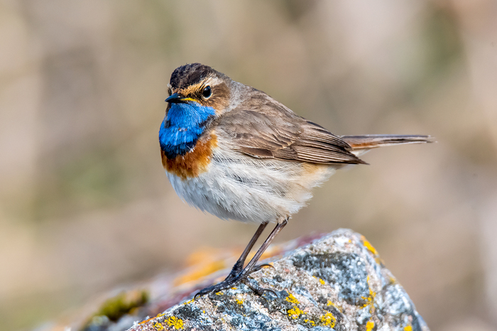 какая птица меньше колибри. Смотреть фото какая птица меньше колибри. Смотреть картинку какая птица меньше колибри. Картинка про какая птица меньше колибри. Фото какая птица меньше колибри какая птица меньше колибри. Смотреть фото какая птица меньше колибри. Смотреть картинку какая птица меньше колибри. Картинка про какая птица меньше колибри. Фото какая птица меньше колибри