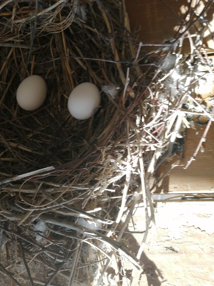 Голубиное гнездо. Голубиное гнездо на балконе. Гнездо голубя на балконе. Голубиное гнездо между балконами. Примета голуби свили гнездо
