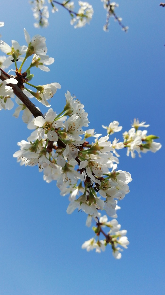 Вдыхай весну!