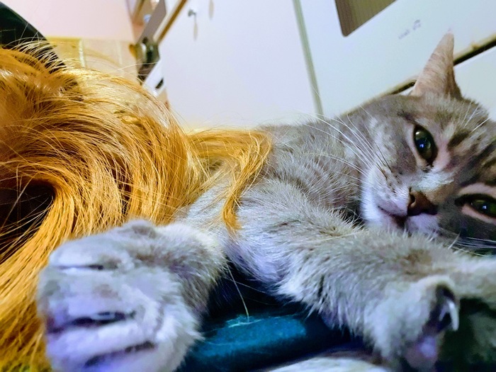 Горячая линия коронавируса или как я пыталась быть социально ответственной...