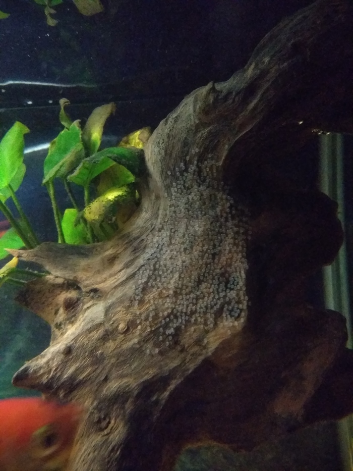 Икра скалярок